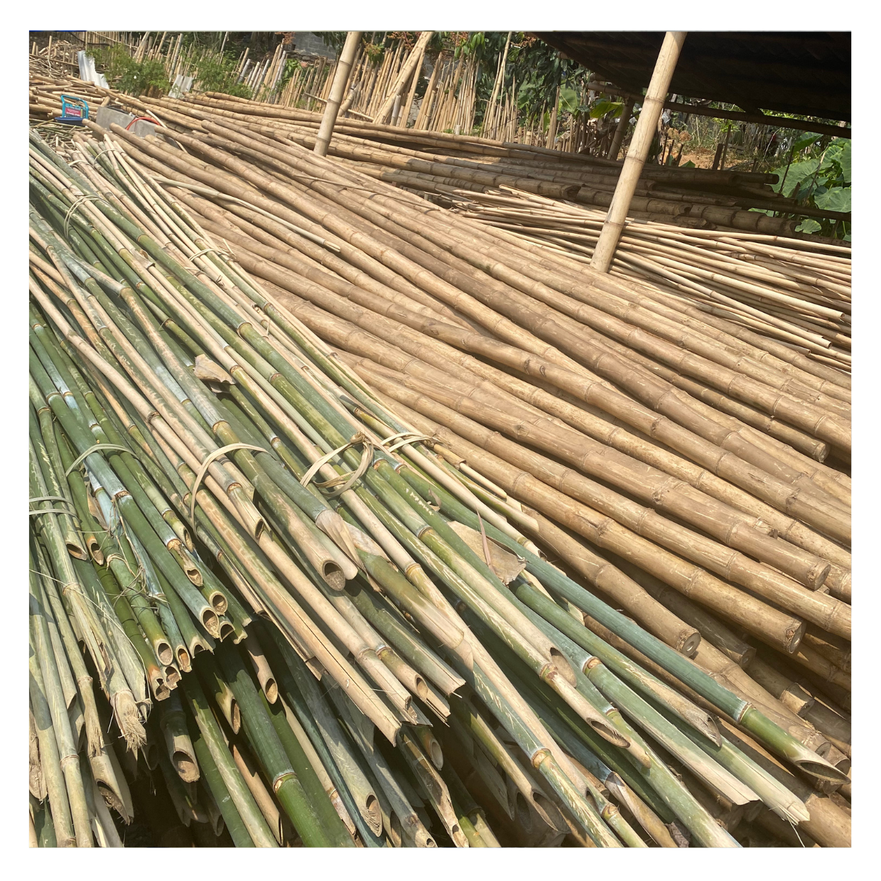 Eco-Friendly Multifunctional Dry Bamboo Tube Natural Furniture Making Material Raw Bamboo Pole 99GD