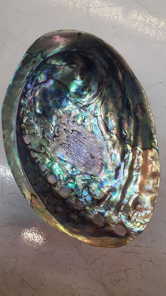 Hot Sale Bulk Supply Abalone Shells Beauty For Decor /Export-Quality Guaranteed New Zealand Paua Green Shell/Australian Shells