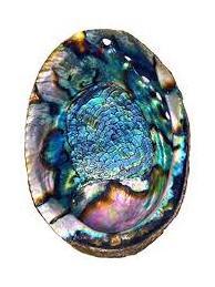 wholesale abalone shell - nice sea shell - polished abalone shell from Vietnam for export +99 GOLD DATA WS