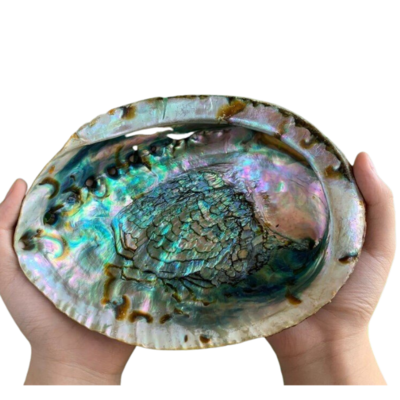 High Quality Abalone Shell for Bowl Gift and Decoration Abalone Shell for Incense and Cleansing Colorful Abalone Shells Sage Dis