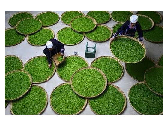 Fast Delivery Dried Moringa Leaves And Powder At Good Price Exporter From Viet Nam