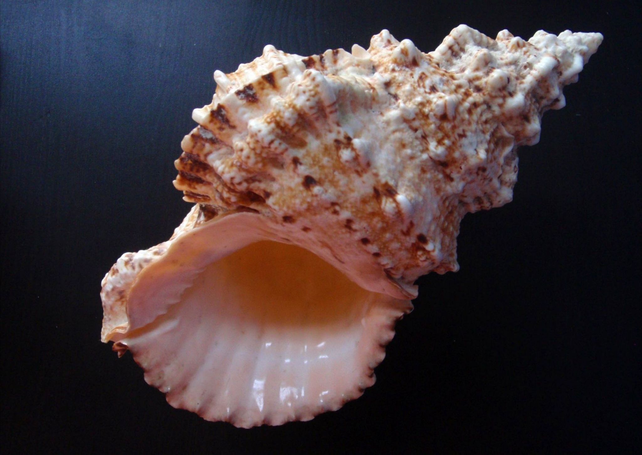 wholesale sea shells Natural seashells for decorations