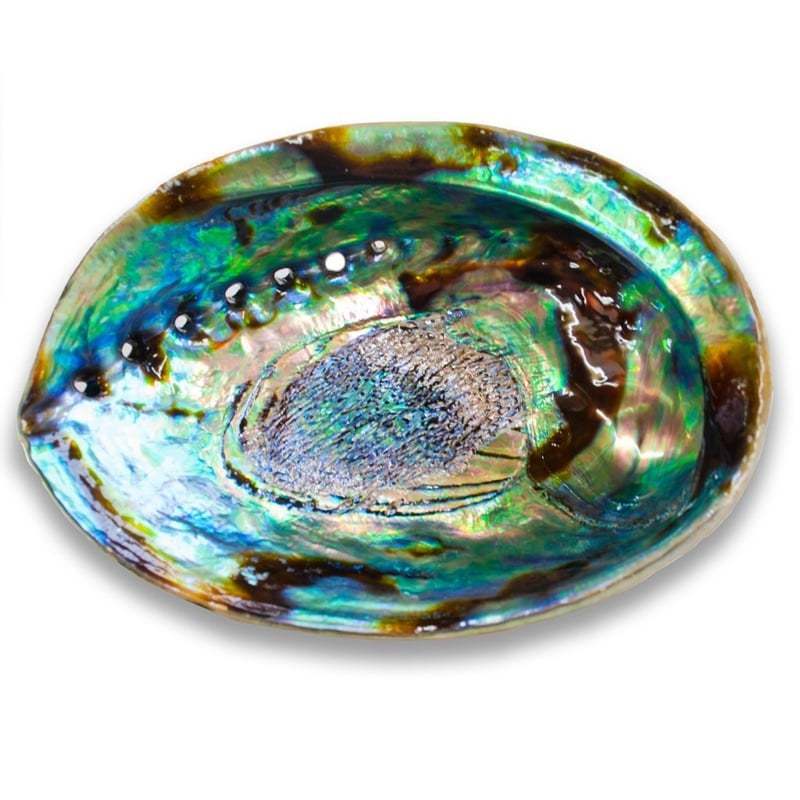 Hot selling natural abalone shell for decoration - New Zealand material abalone paua seashell  (WS0084587176063)