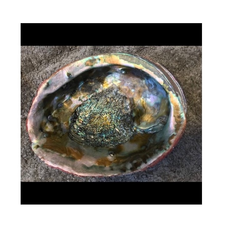 wholesale abalone shell - nice sea shell - polished abalone shell from Vietnam for export +99 GOLD DATA WS