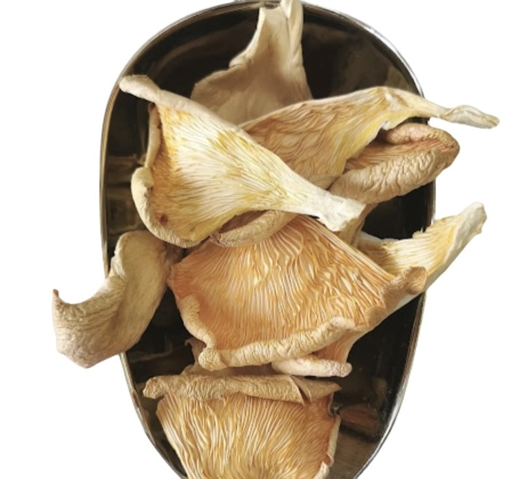 NEW HARVEST OYSTER MUSHROOM AIR DRIED FOR COOKING AND MEDICINE FROM 100% CLEAN MUSHROOM