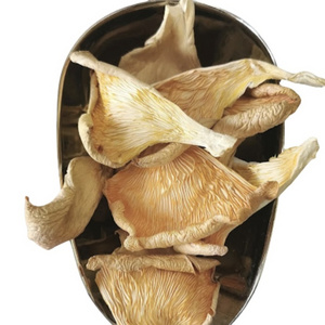 NEW HARVEST OYSTER MUSHROOM AIR DRIED FOR COOKING AND MEDICINE FROM 100% CLEAN MUSHROOM