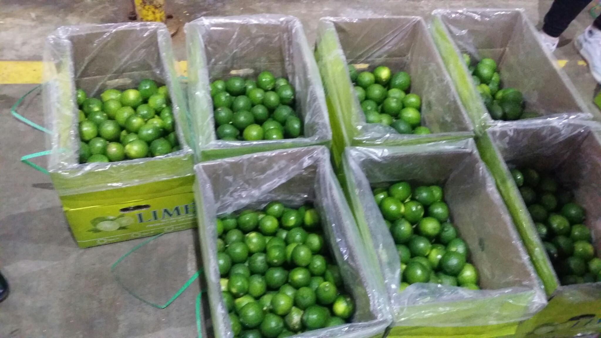 Hot sale Fresh Citrus Fruit SEEDLESS LIME FOR EXPORT WITH CHEAP PRICE