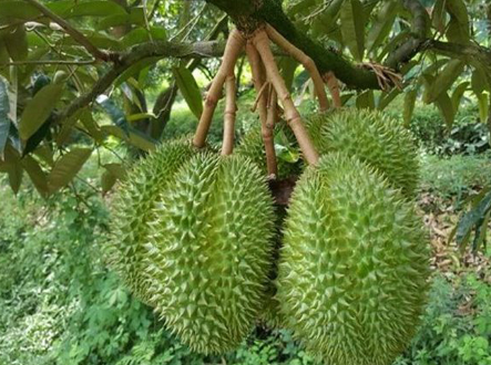 Export-Ready Durian with Peak Flavor