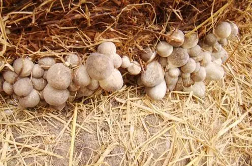 VIETNAM BEST SELLING CANNED STRAW MUSHROOM/ SALTED MUSHROOM//Rachel: +84896436456