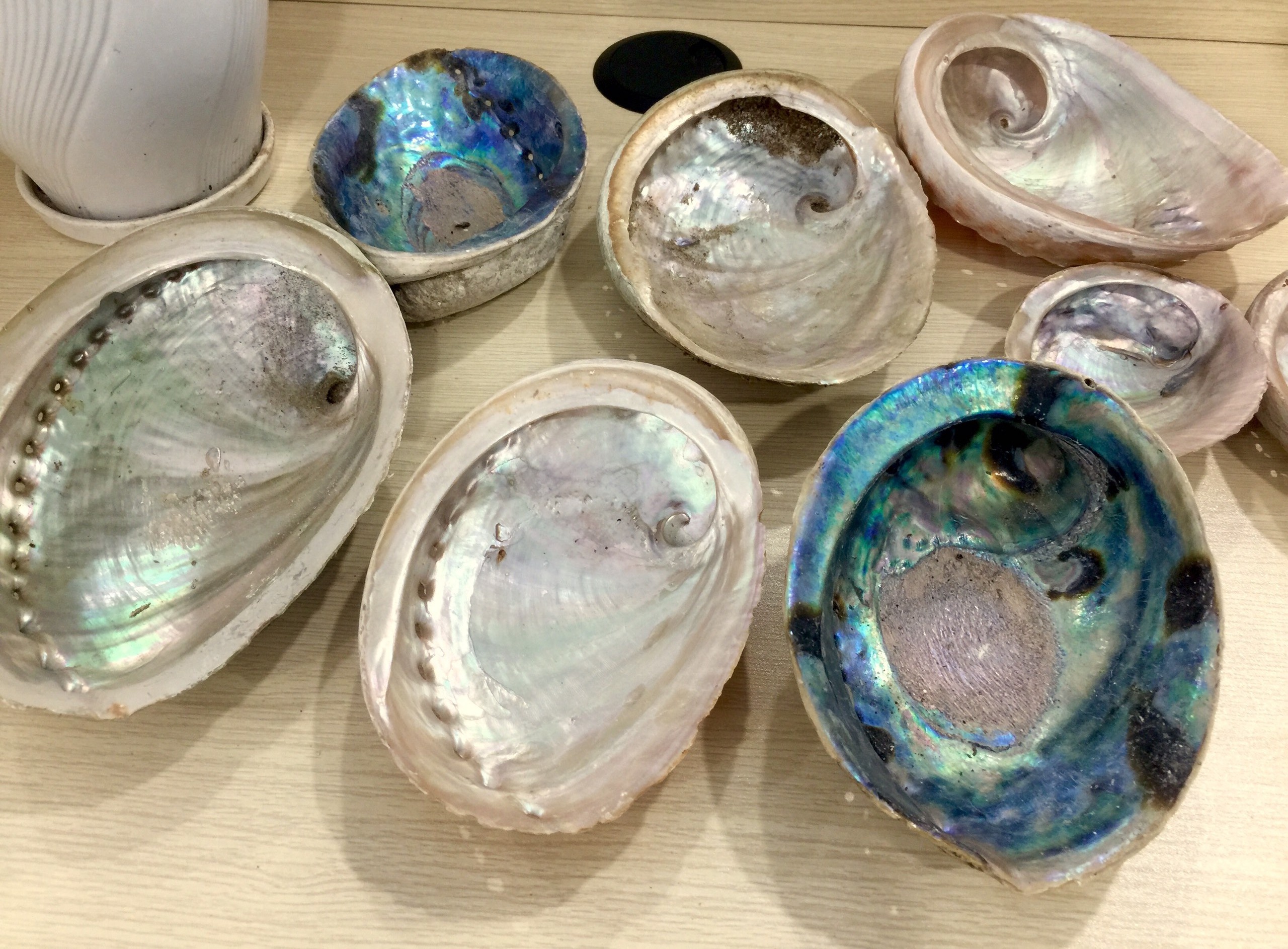 Polished natural abalone shell flashy large abalone shells  - Paua abalone shell (WS0084587176063