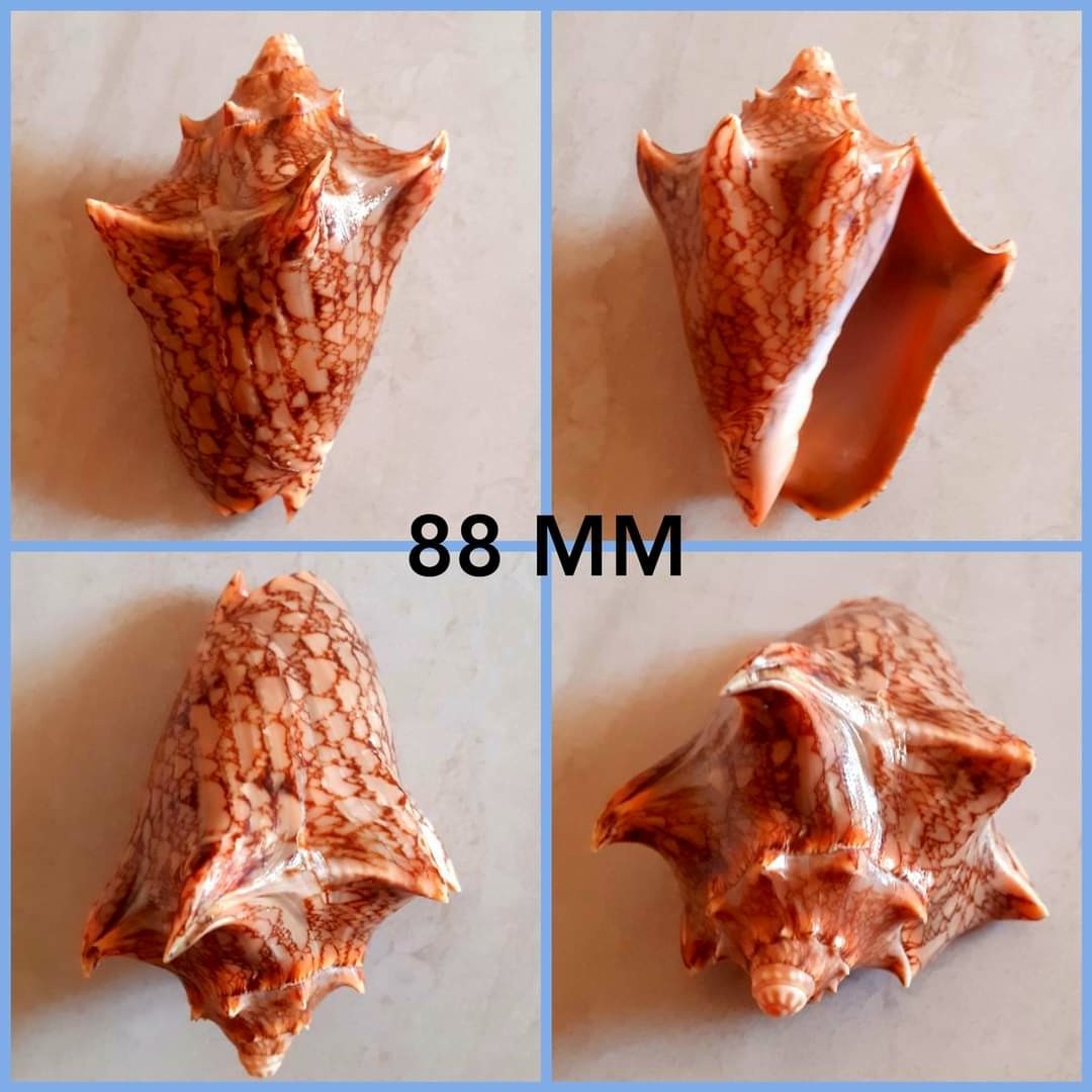 Natural Sea Snail Craft Sell Natural Triton shell/ Snail shells / Abalone sea shell for decoration, handicrafts