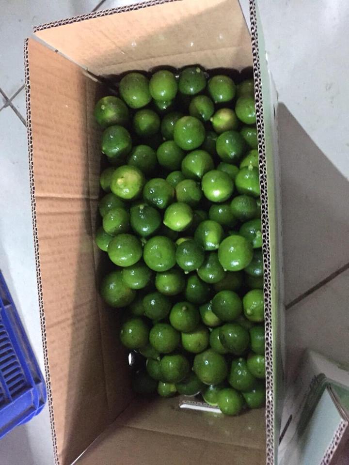 GREEN FRESH SEEDLESS LIME FRESH CITRUS FRUIT HIGH QUALITY FROM VIETNAM SUPPLIER