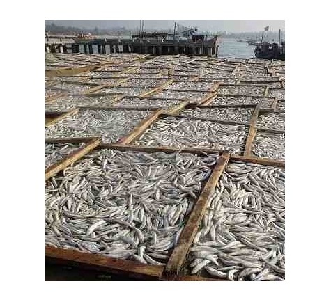 Factory Professional Production Bulk Dried Anchovy Dried Salted Anchovy Dry Anchovy Fish