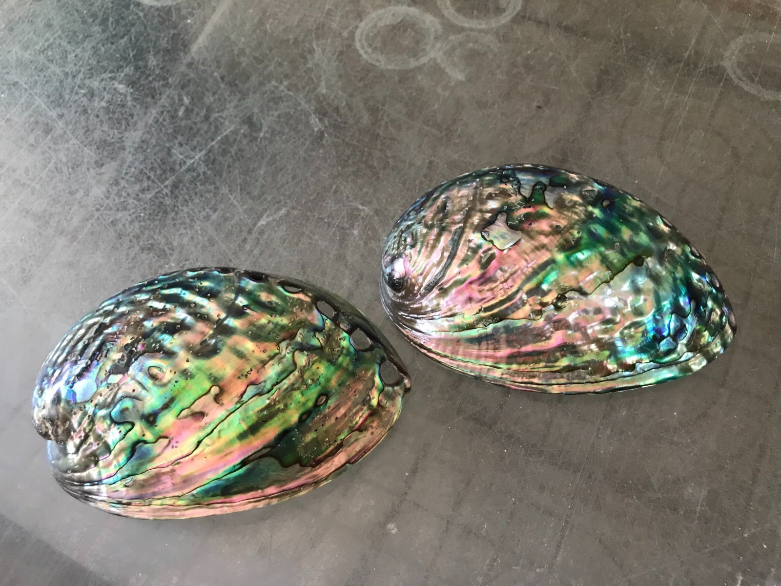 High Quality Abalone Shell for Bowl Gift and Decoration Abalone Shell for Incense and Cleansing Colorful Abalone Shells Sage Dis