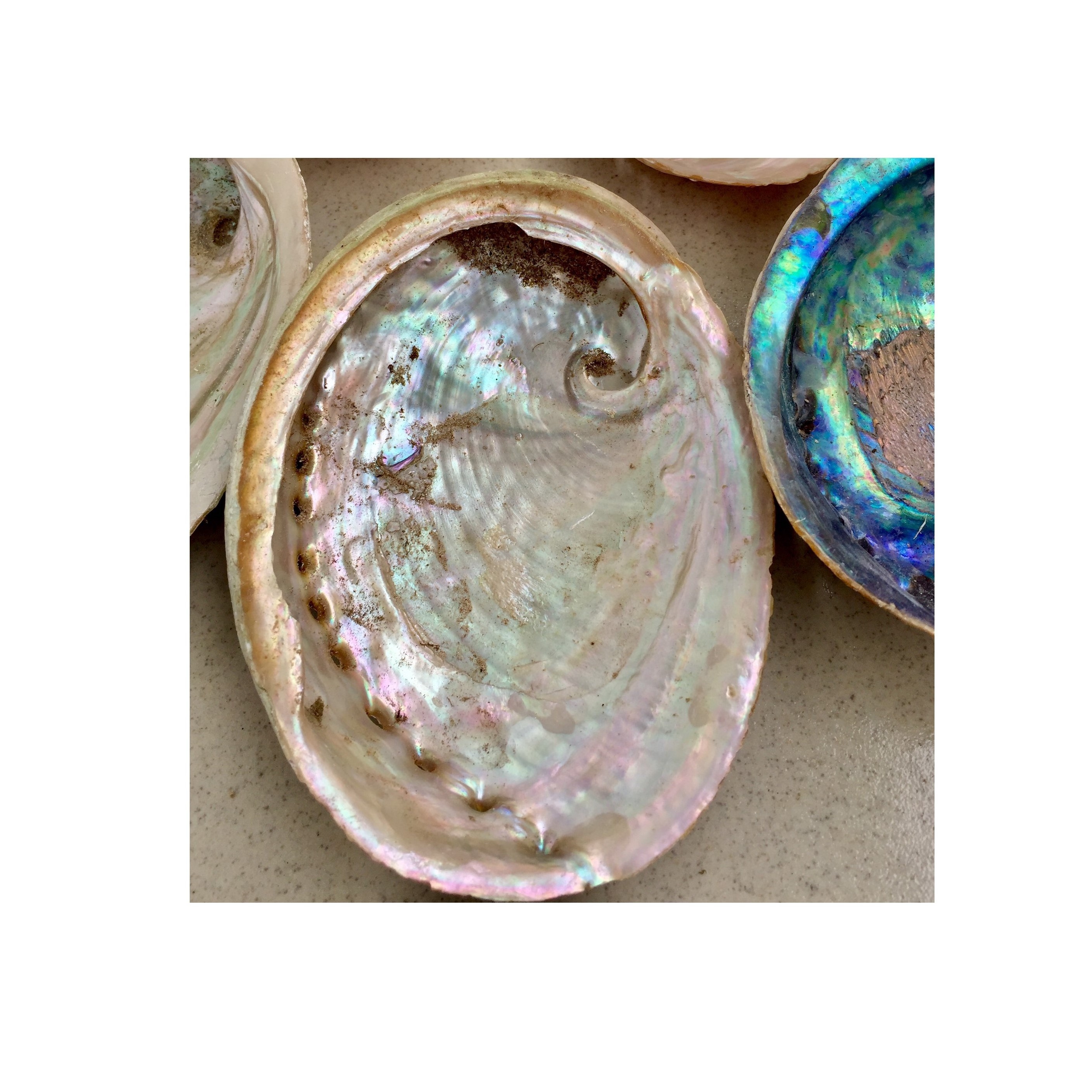 Vietnam wholesale abalone shell 8-13cm - paua abaalone shell - Natural seashell (WS_+84587176063)