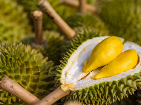 Export-Ready Durian with Peak Flavor