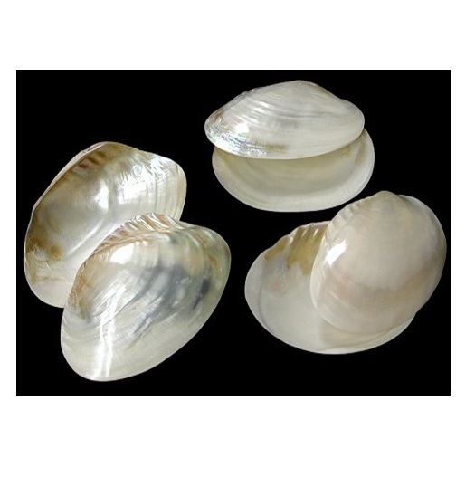 wholesale sea shells Natural seashells for decorations