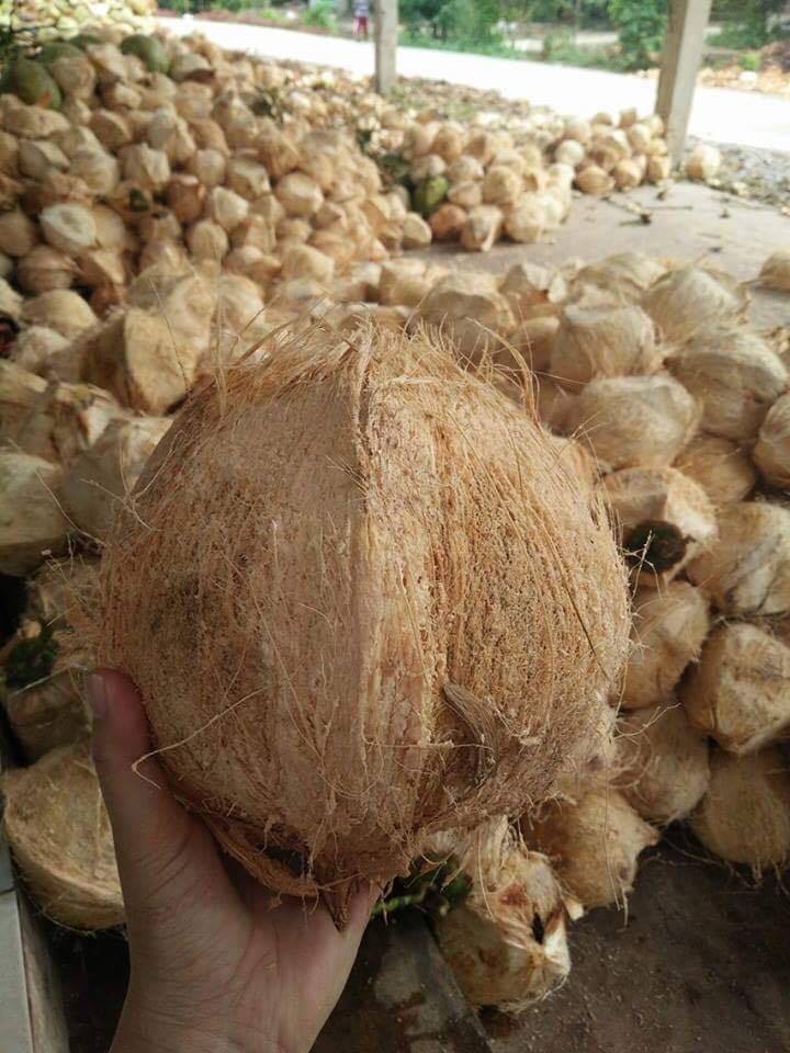 Mature Coconut/Fresh Tender Coconut Semi Husked Coconut (WS: 0084987731263)