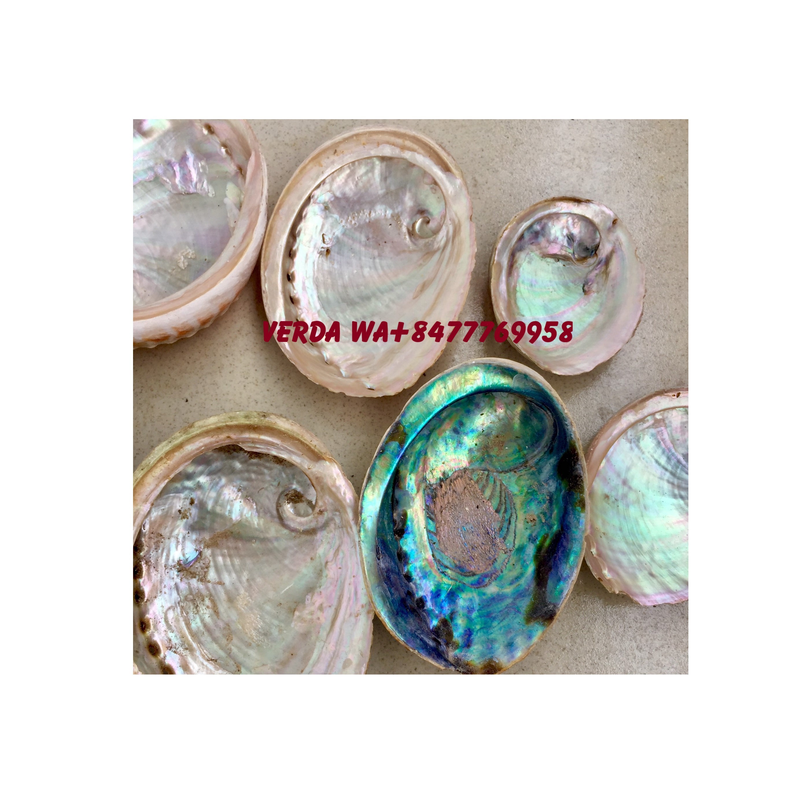 Polished natural abalone shell flashy large abalone shells  - Paua abalone shell (WS0084587176063