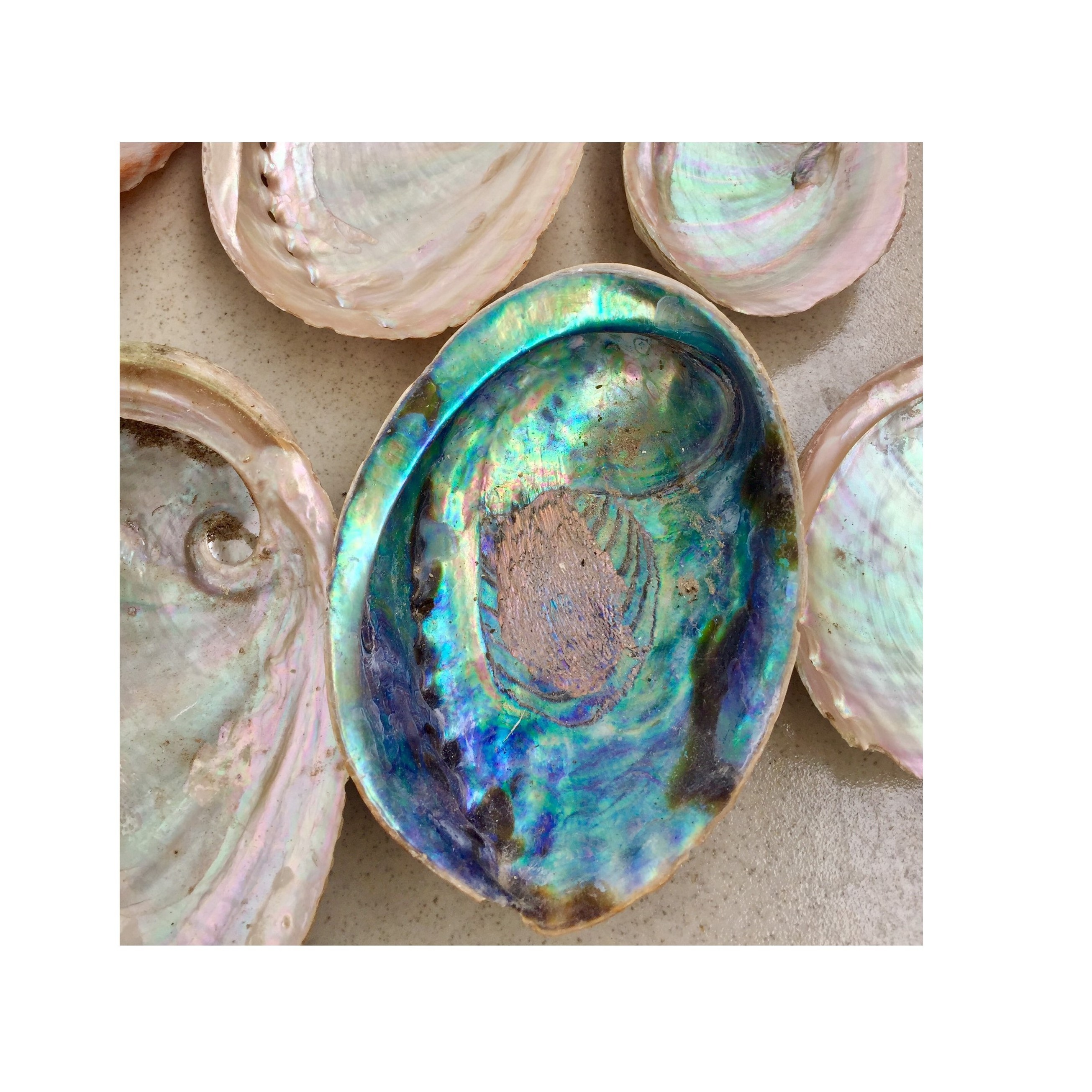 Wholesale polished abalone shell - Natural abalone shell for handicraft - Large natural abalone shell Ws0084587176063 99 Gold Data