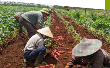 Fresh frozen Sweet Potato to wholesale from Supplier in Viet Nam with highest quality