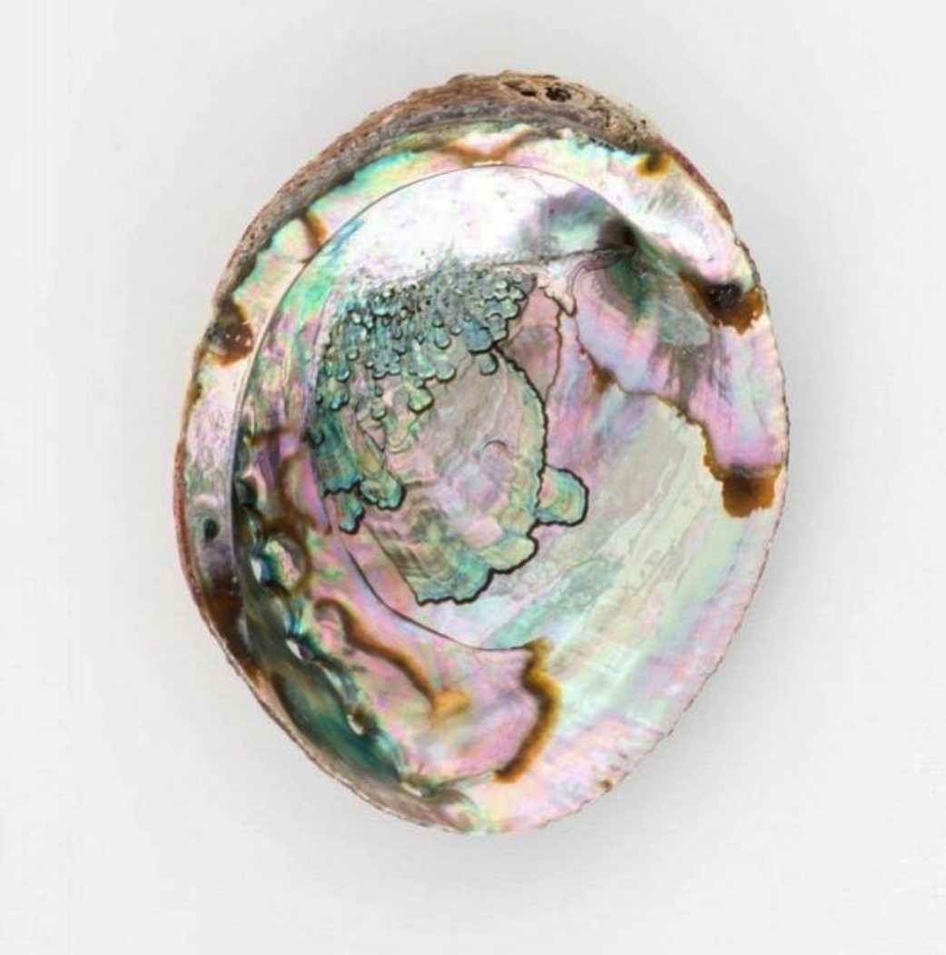 Wholesale Bulk of Polished Abalone Sea Shell Sage Smudging Bowl Healing Home Decor (WS0084587176063)