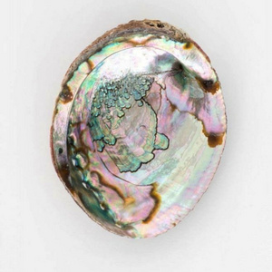 Wholesale Bulk of Polished Abalone Sea Shell Sage Smudging Bowl Healing Home Decor (WS0084587176063)