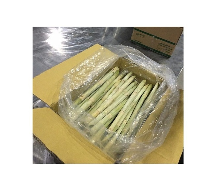 FROZEN SUGARCANE STICK BEST PRICE FROZEN SUGAR CANE FOR WHOLESALER HIGH STANDARD FOR EXPORT