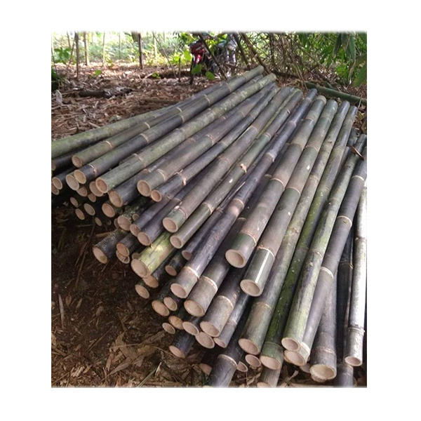 BAMBOO POLES. A POPULAR DECORATIVE MATERIAL IN BOTH COMMERCIAL AND RESIDENTIAL SETTINGS (Lee: +84987731263)