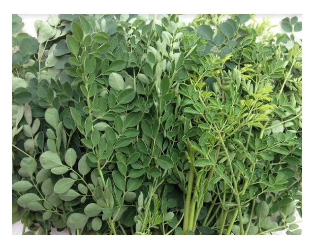 Fast Delivery Dried Moringa Leaves And Powder At Good Price Exporter From Viet Nam