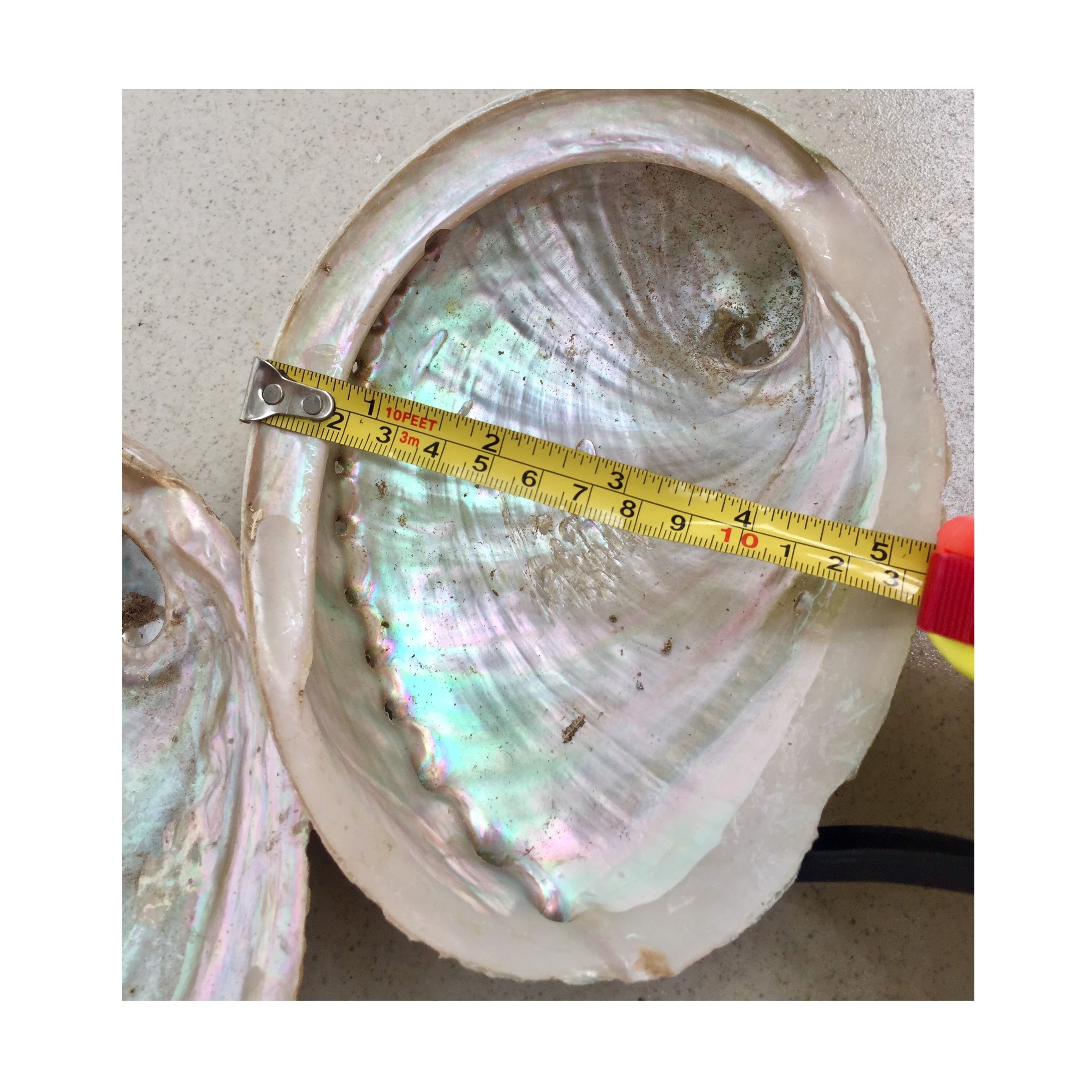 DIY Home Decoration Natural Conch Craft Sea Beach Abalone Shell Handcrafted Material - Natural crafts WS0084587176063