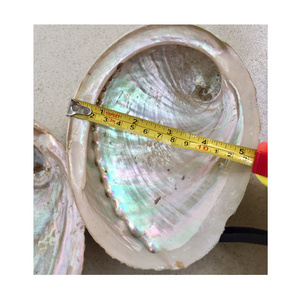 DIY Home Decoration Natural Conch Craft Sea Beach Abalone Shell Handcrafted Material - Natural crafts WS0084587176063