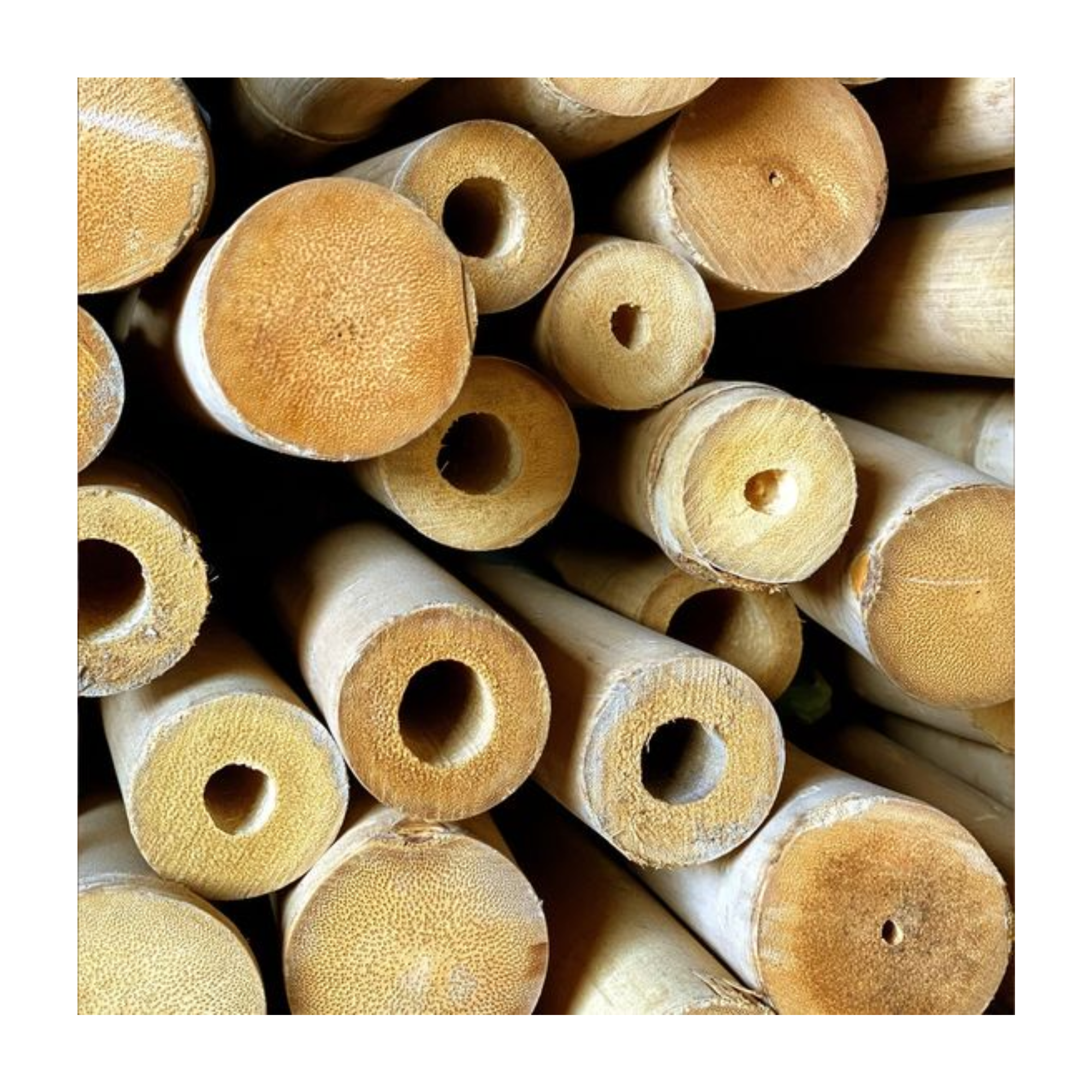 Hot Selling Bamboo poles sticks wholesale price Raw Bamboo Poles for Gardening and Decoration Bamboo Pole