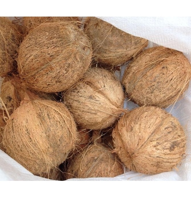 Mature Coconut/Fresh Tender Coconut Semi Husked Coconut (WS: 0084987731263)