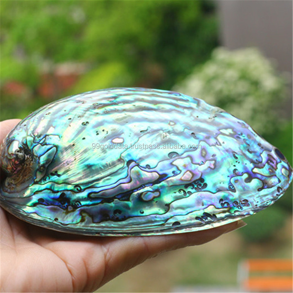 Wholesale Bulk of Polished Abalone Sea Shell Sage Smudging Bowl Healing Home Decor (WS0084587176063)