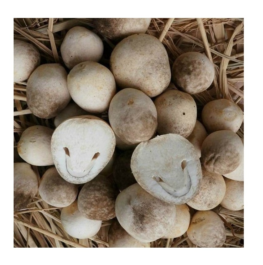 VIETNAM BEST SELLING CANNED STRAW MUSHROOM/ SALTED MUSHROOM//Rachel: +84896436456