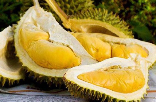 Export-Ready Durian with Peak Flavor