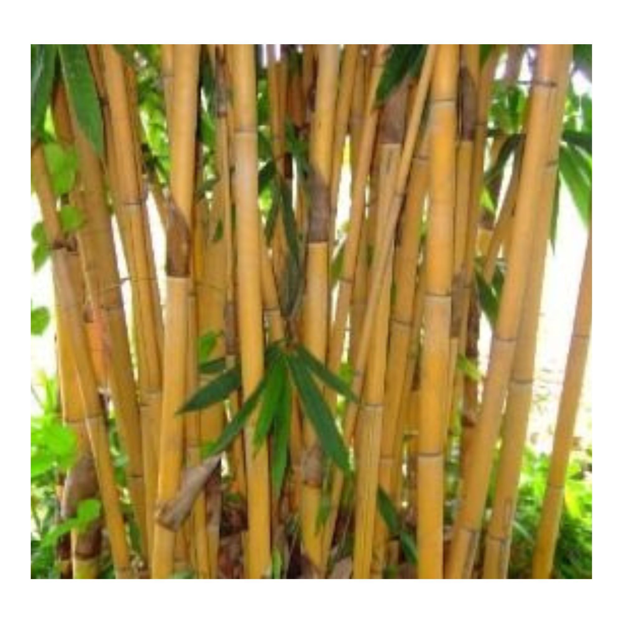 Factory Wholesale Cheap Price Natural Artificial Bamboo Poles Vietnam For Indoor Outdoor Decoration Bamboo Pole