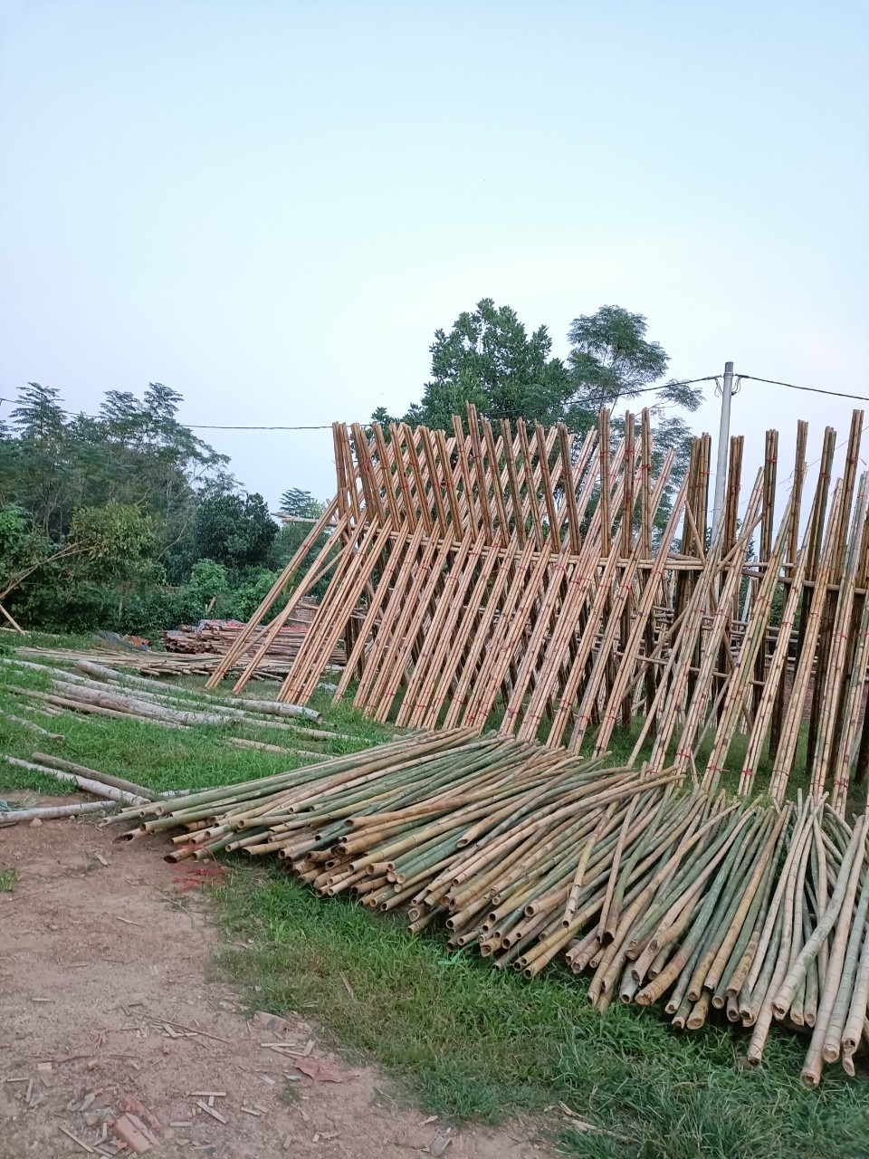 Amazing Bamboo poles sticks wholesale price Raw Bamboo Poles for Gardening and Decoration Bamboo Pole