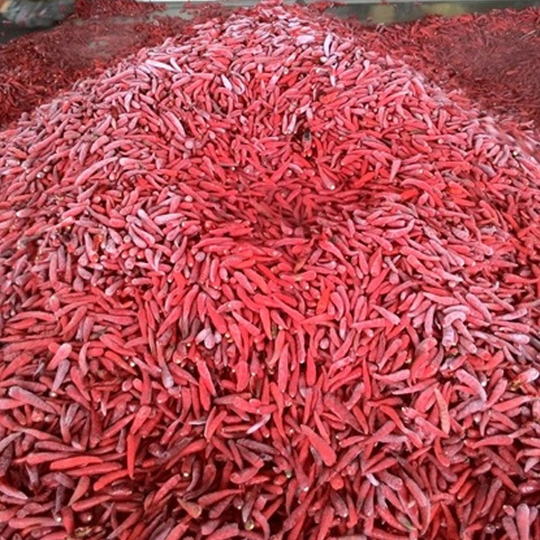 BEST SELLING FROZEN CHILI FOOD BEST PRICE FREEZE RED CHILLI HIGH QUALITY FROZEN HOT RED CHILI FROM VIETNAM