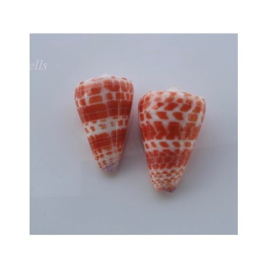 River Shell Mussel Half Shell - Vibrant Color Of Natural SeaShells With Good Price