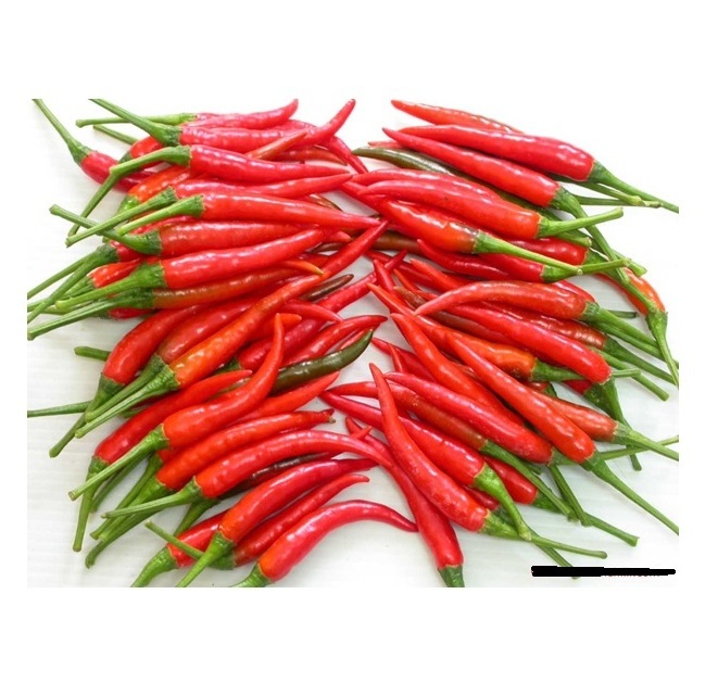 BEST SELLING FROZEN CHILI FOOD BEST PRICE FREEZE RED CHILLI HIGH QUALITY FROZEN HOT RED CHILI FROM VIETNAM