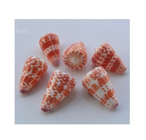 River Shell Mussel Half Shell - Vibrant Color Of Natural SeaShells With Good Price