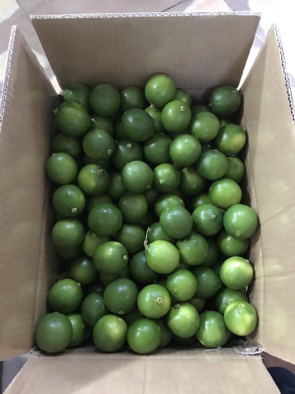 Fresh natural Green Seedless lime for exporting taste sour Fresh Citrus Fruit