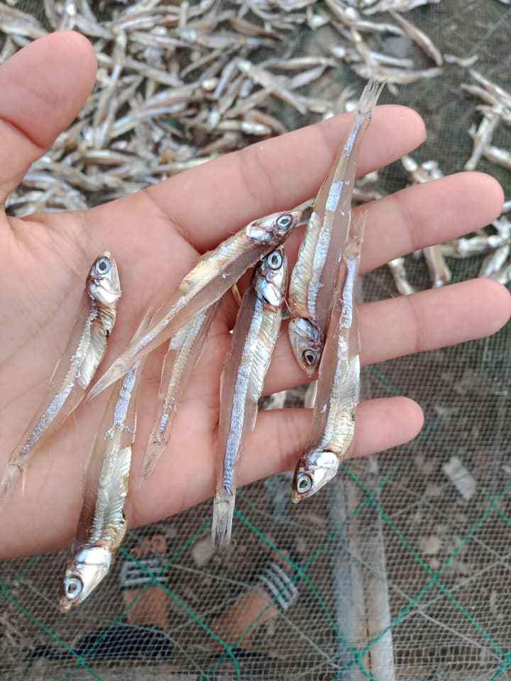 Factory Professional Production Bulk Dried Anchovy Dried Salted Anchovy Dry Anchovy Fish