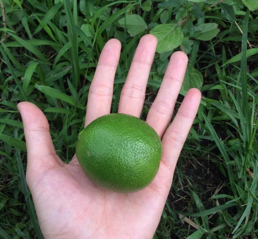 Hot sale Fresh Citrus Fruit SEEDLESS LIME FOR EXPORT WITH CHEAP PRICE