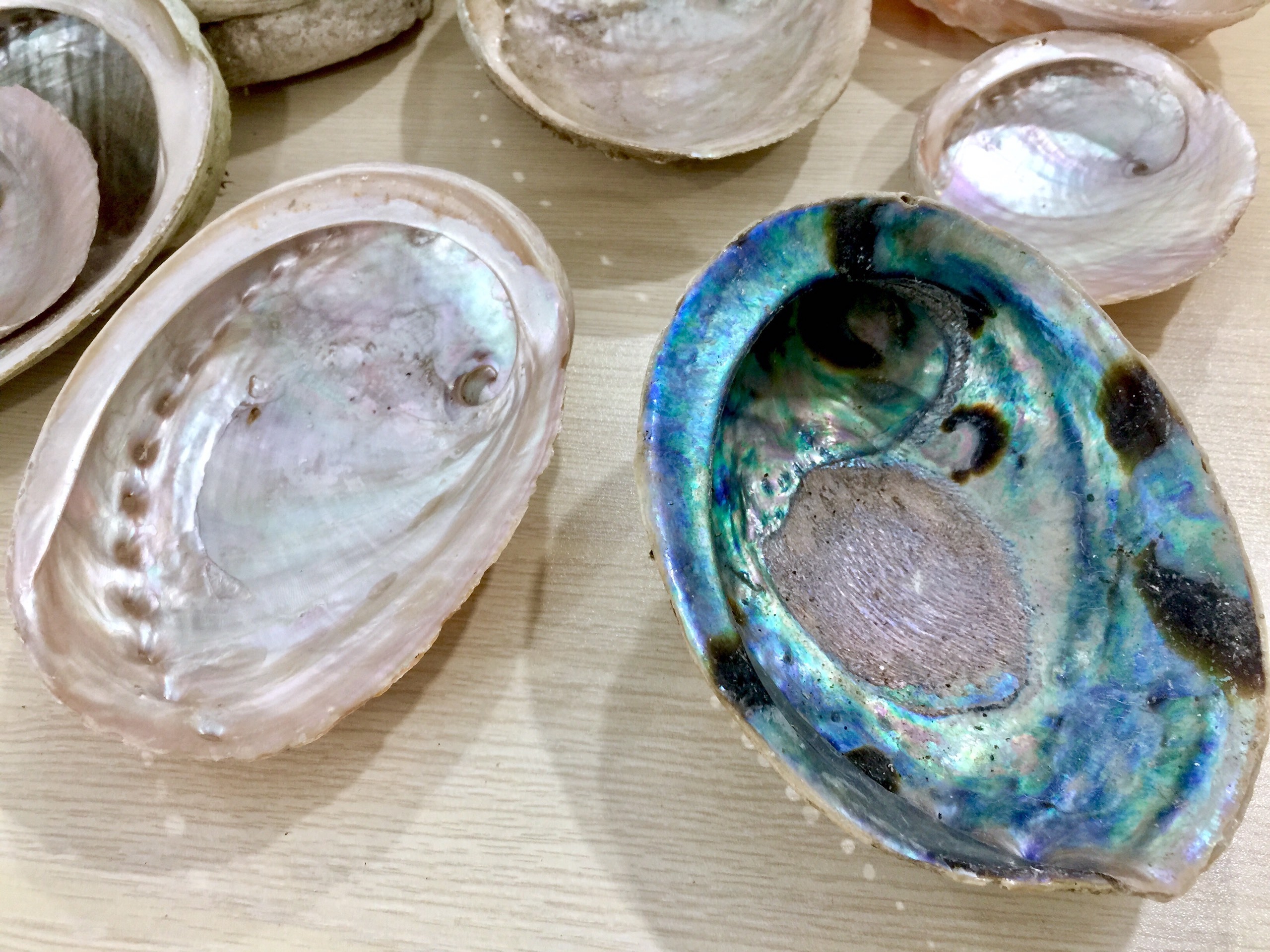 DIY Home Decoration Natural Conch Craft Sea Beach Abalone Shell Handcrafted Material - Natural crafts WS0084587176063