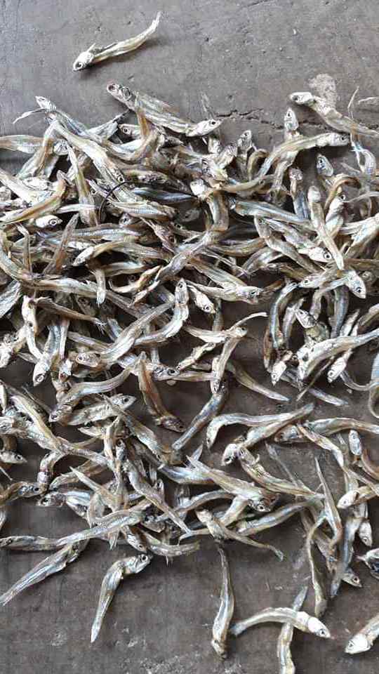 Dry Stock Fish ,Smoked Catfish,Dried Anchovies and others available