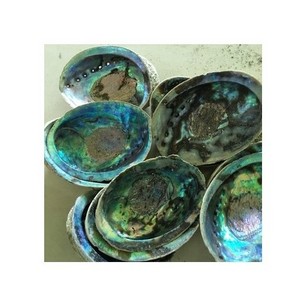 DIY Home Decoration Natural Conch Craft Sea Beach Abalone Shell Handcrafted Material-Vietnam Seashell (WS0084587176063)