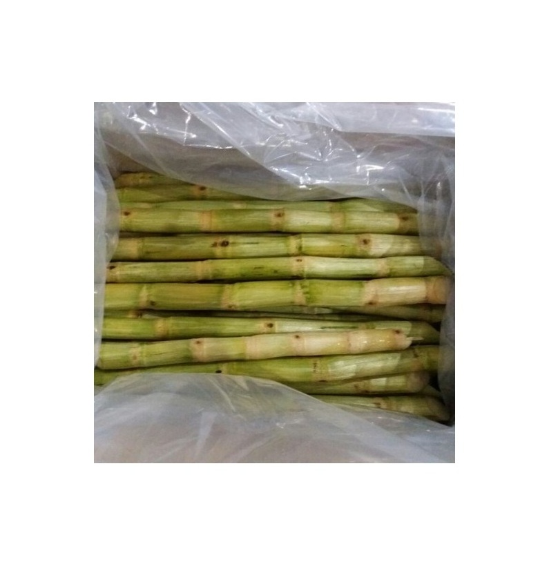 FROZEN SUGARCANE STICK BEST PRICE FROZEN SUGAR CANE FOR WHOLESALER HIGH STANDARD FOR EXPORT